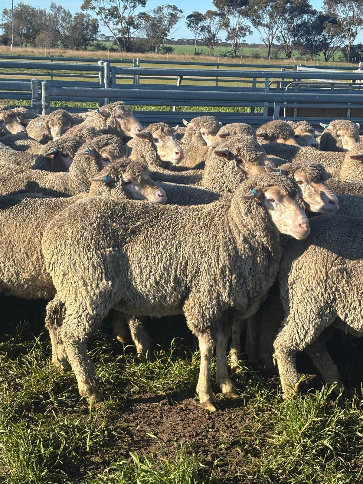 2YO Kolindale Merino Ewes, Vendor Bred & OJD Vaccinated, Albany region WA - Agora Livestock listing DVOIM56