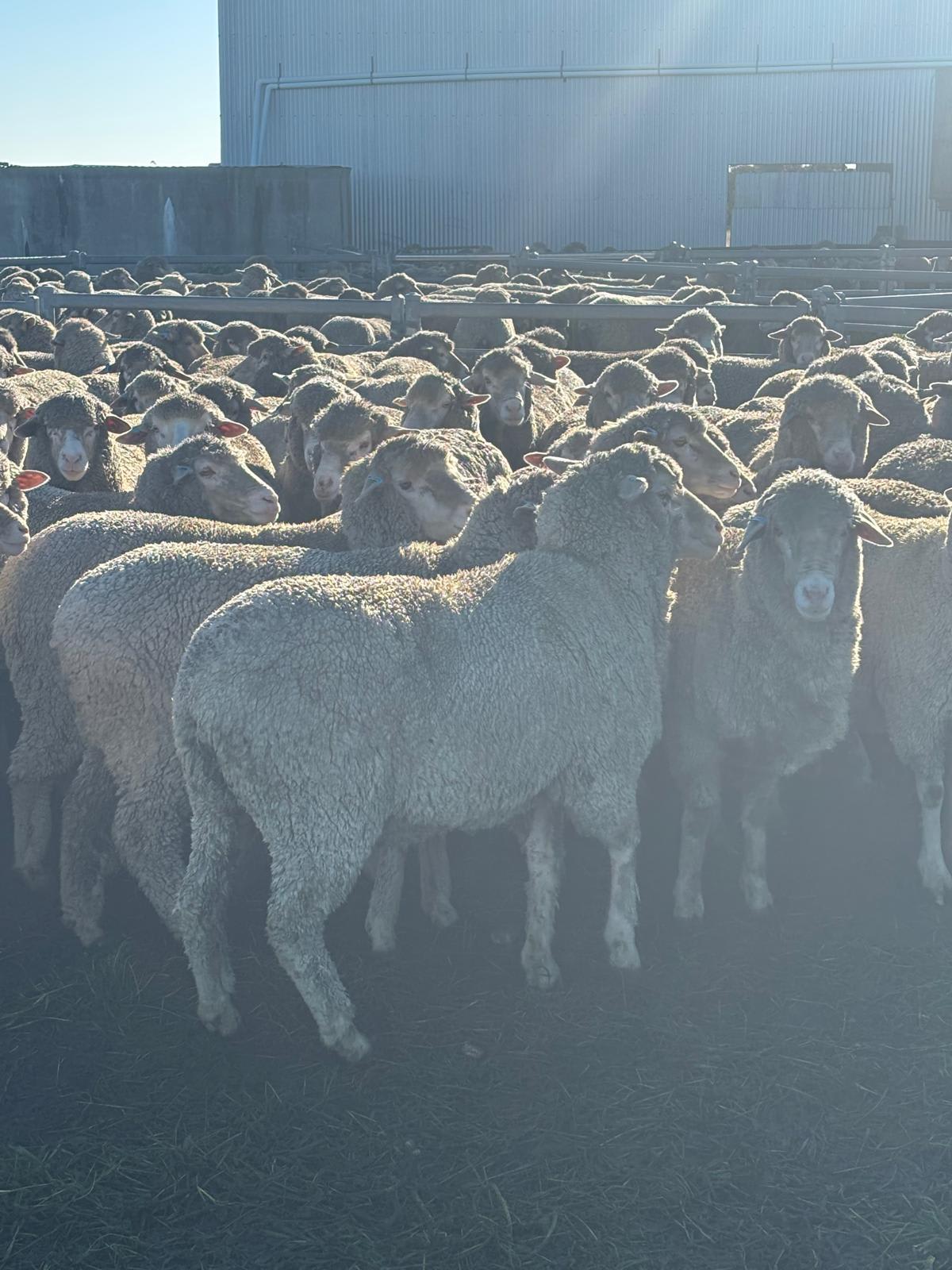 2YO Kolindale Merino Ewes, Vendor Bred & OJD Vaccinated, Albany region WA - Agora Livestock listing DVOIM56