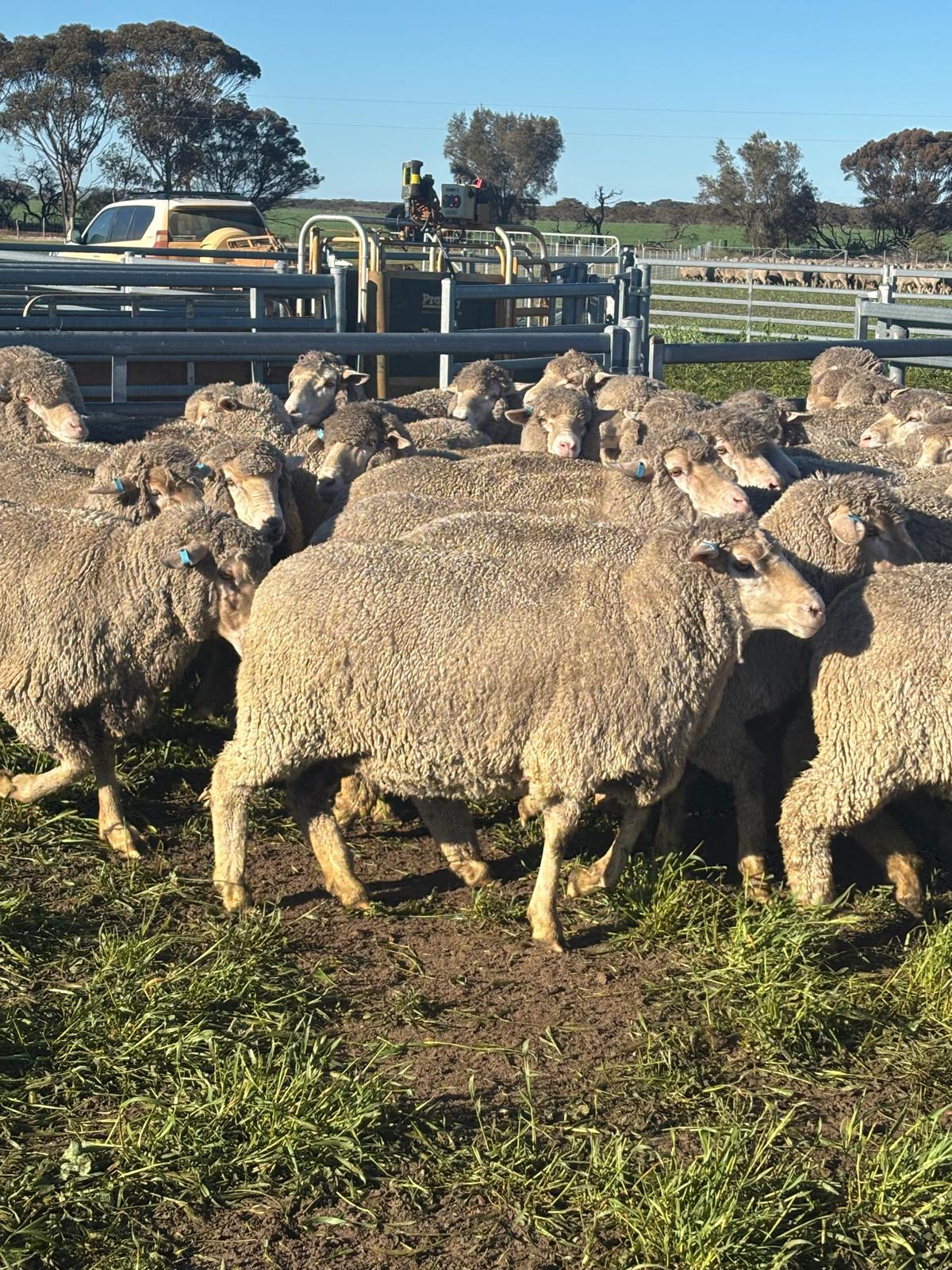 2YO Kolindale Merino Ewes, Vendor Bred & OJD Vaccinated, Albany region WA - Agora Livestock listing DVOIM56