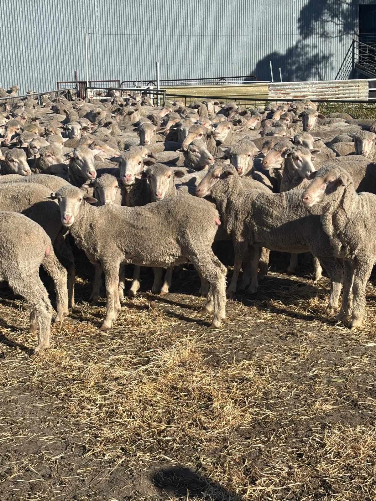 Purebred Merino Hogget Ewes, Medium Frame, Brookham Blood, Albany region WA - Agora Livestock listing QVPILLO
