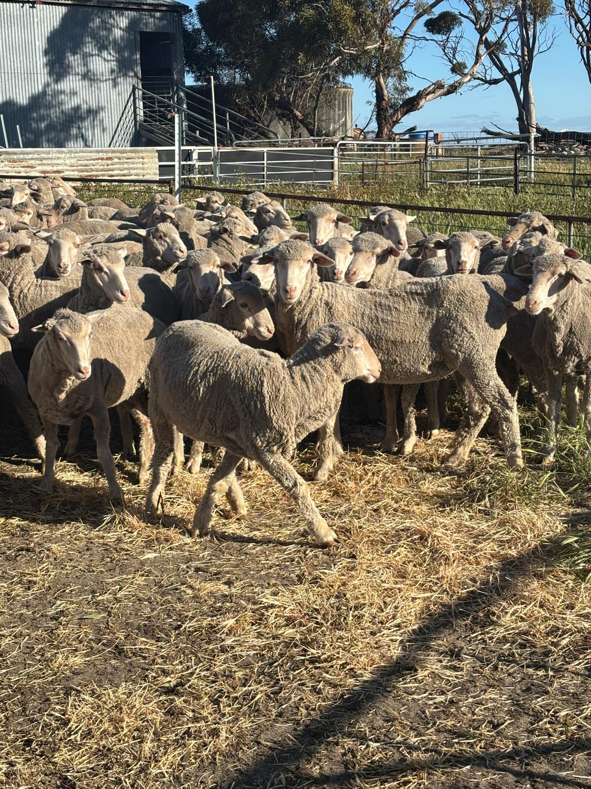 Purebred Merino Hogget Ewes, Medium Frame, Brookham Blood, Albany region WA - Agora Livestock listing QVPILLO
