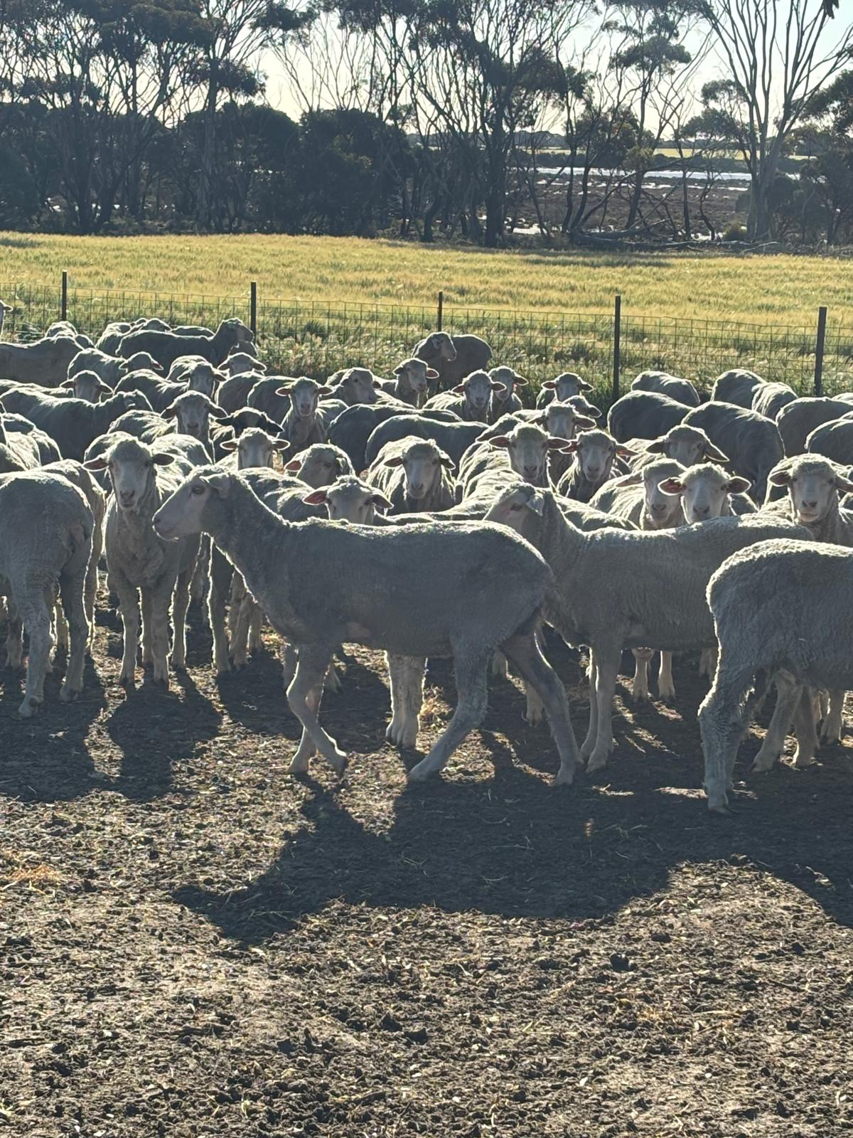 Purebred Merino Hogget Ewes, Medium Frame, Brookham Blood, Albany region WA - Agora Livestock listing QVPILLO