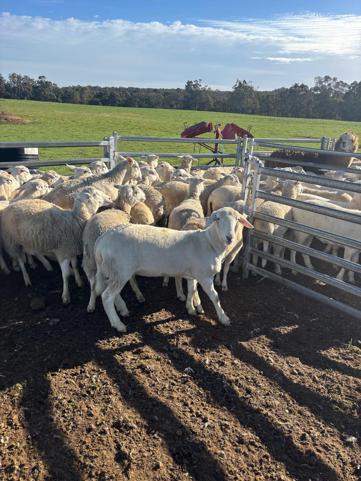 Purebred Sheepmaster Ewe Lambs, Ready to Join by Xmas, Albany region WA - Agora Livestock listing WWPIV7Z