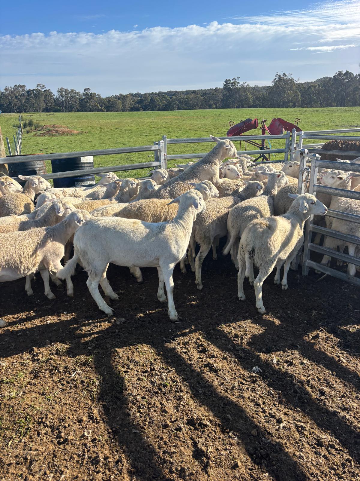 Purebred Sheepmaster Ewe Lambs, Ready to Join by Xmas, Albany region WA - Agora Livestock listing WWPIV7Z