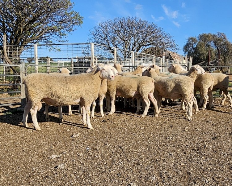 Registered Charollais & White Suffolk Stud Rams, Goorambat VIC - Agora Livestock listing 3QOIYE