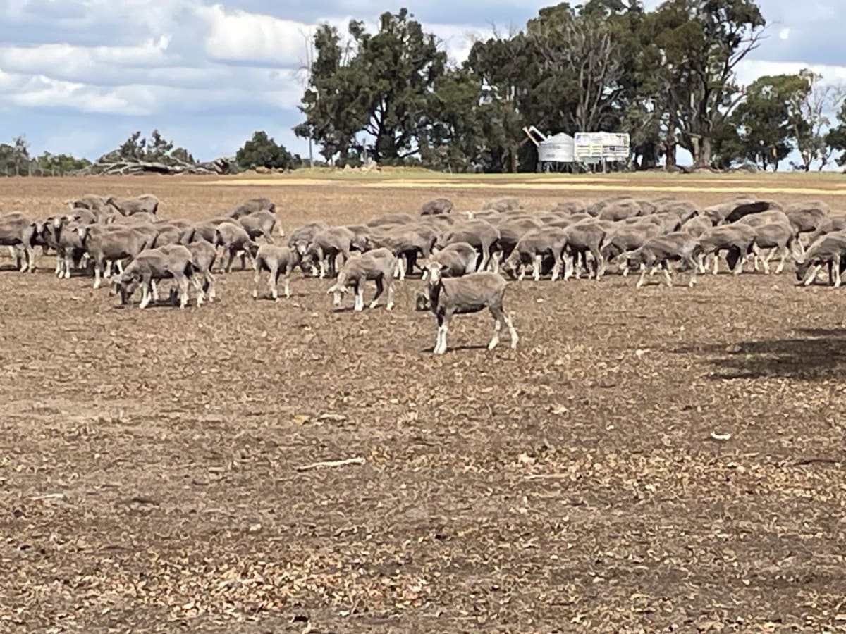 1000 Purebred Merino Tech Ewe Lambs, Breeding Prospects, Kojonup WA - Agora Livestock listing 7NLIDYX