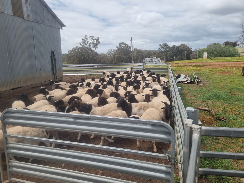 Dorper Ewe Lambs — White Tag 2025 Breeders, Trigwell WA - Agora Livestock listing 4Z6IDPV