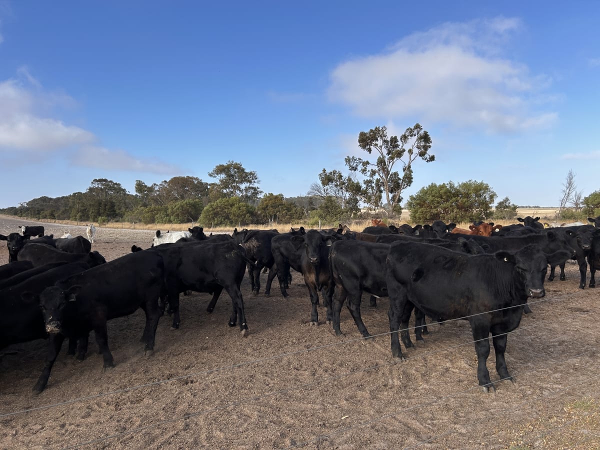 Weaner Heifers 350-420kg, Angus & Murray Grey Cross, Esperance WA - Agora Livestock listing K2PCVOM