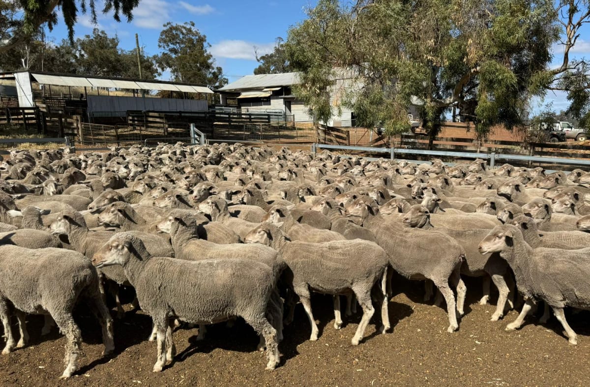 474 Purebred 4.5YO Merino Ewes, 19 Micron, Narrogin WA - Agora Livestock listing LKPI3G