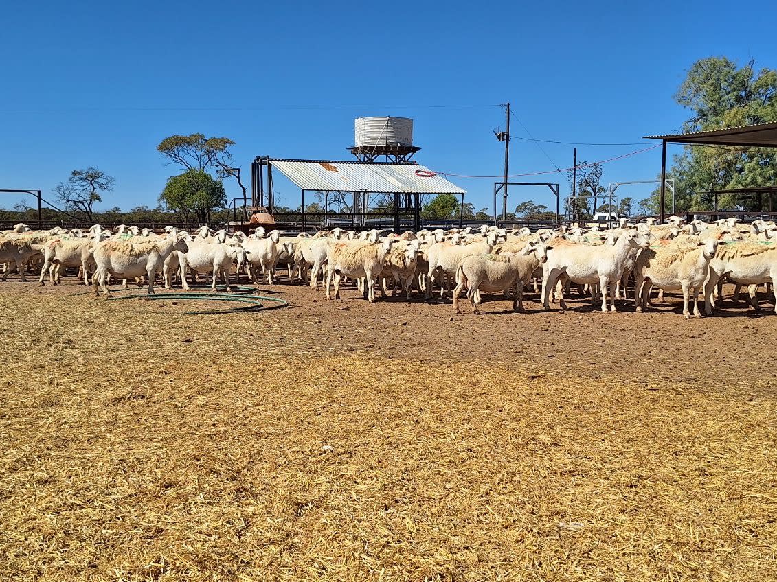 Purebred Aussie White Ewes, PTE, Scanned Empty, Blackall QLD - Agora Livestock listing GDMI5N