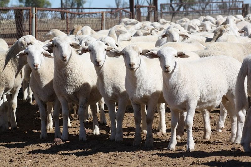 Purebred Aussie White Ewes, PTE, Scanned Empty, Blackall QLD - Agora Livestock listing GDMI5N