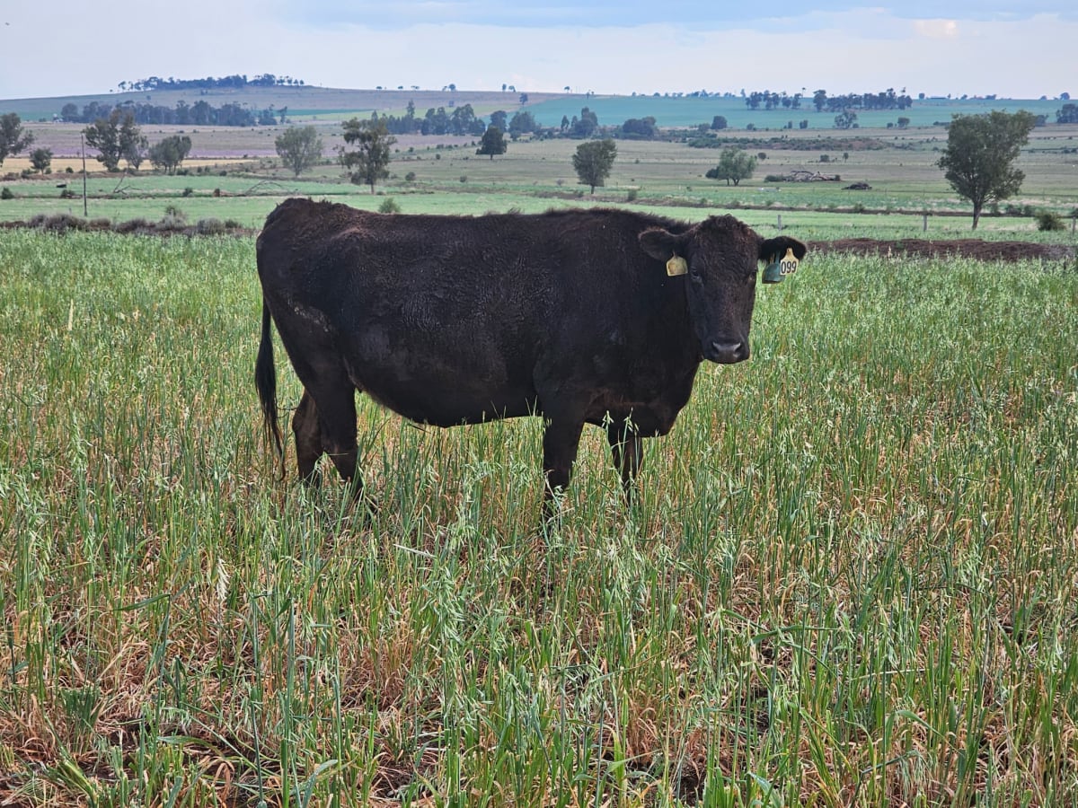 28 PTIC Registered Fullblood Wagyu Cows, 4-6yo, Dalby QLD - Agora Livestock listing 4Z6IY2