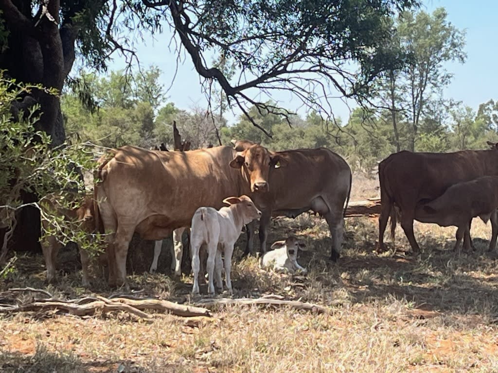 200 Large Frame Crossbred Cows & Calves, Tambo QLD - Agora Livestock listing PZPIQK7