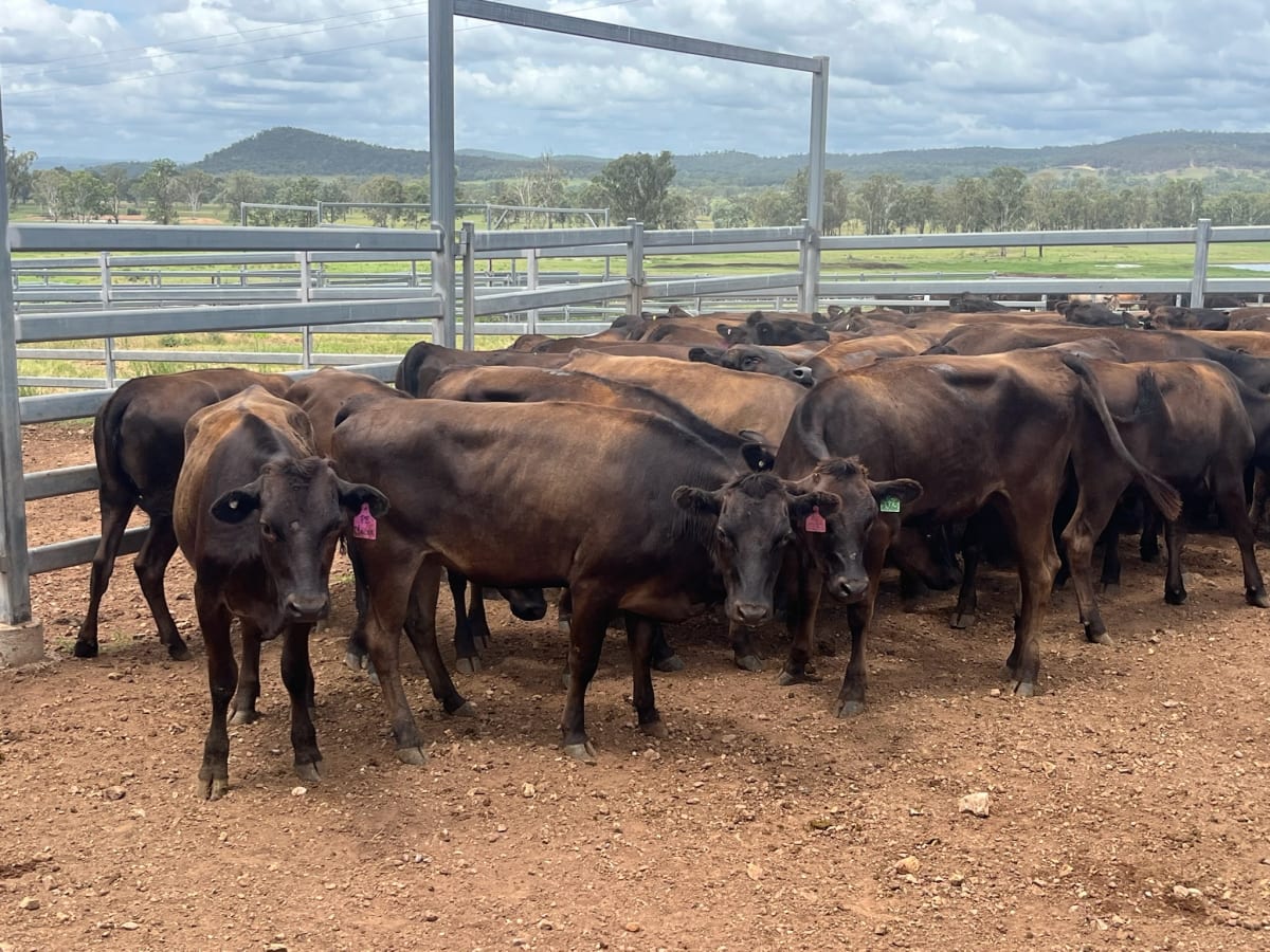 Purebred Wagyu Heifers PTIC to Polled Wagyu Bulls, Murgon QLD - Agora Livestock listing MKPIVM0