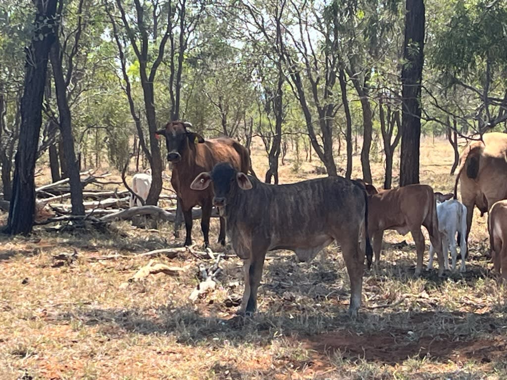 200 Large Frame Crossbred Cows & Calves, Tambo QLD - Agora Livestock listing PZPIQK7