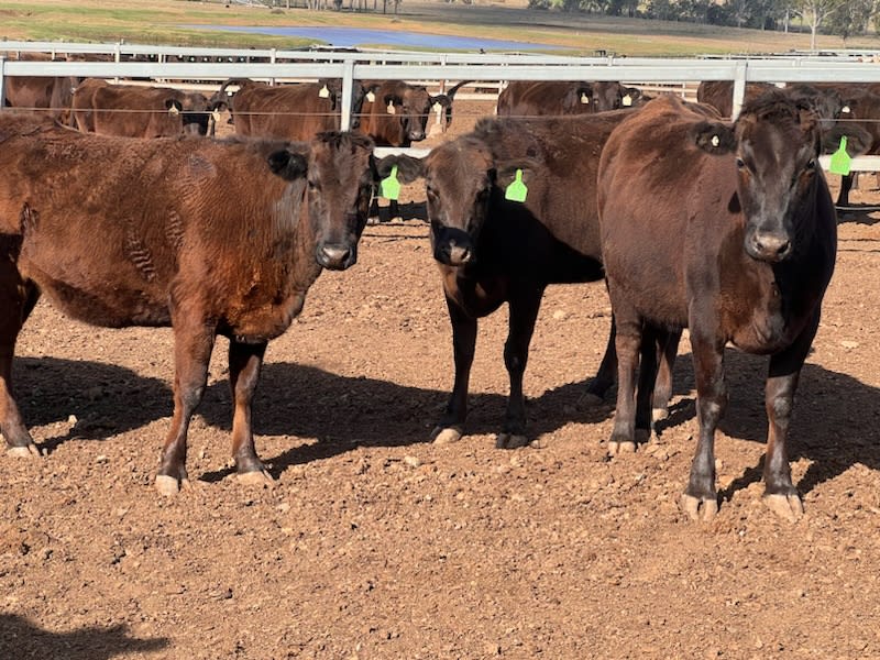 Purebred Wagyu Heifers PTIC, Breeding Ready, Blackall QLD - Agora Livestock listing 2YXIRV