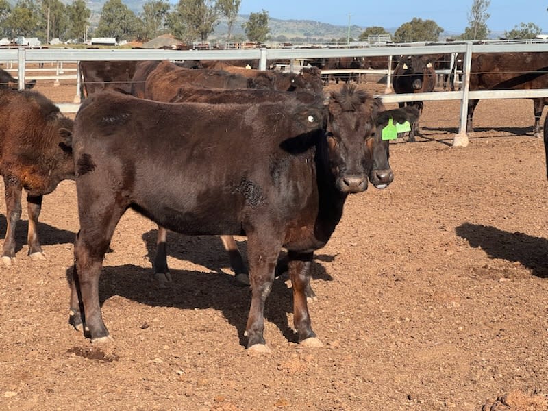 Purebred Wagyu Heifers PTIC, Breeding Ready, Blackall QLD - Agora Livestock listing 2YXIRV