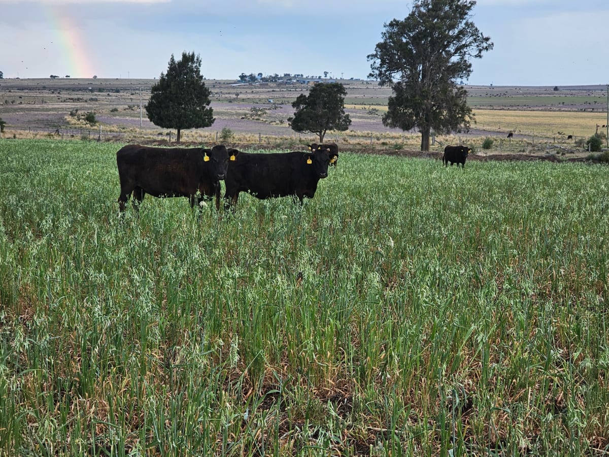 60 Big-Framed Angus Cows PTIC to Wagyu Bull, Dalby QLD - Agora Livestock listing 5LEIP5