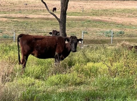 Registered Fullblood Wagyu Cows PTIC, Breeding Lines, Blackall QLD - Agora Livestock listing 2YXI4V