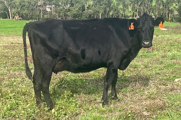 Complete Dairy Dispersal — 160 Calving Crossbred Cows, Irrewarra VIC - Agora Livestock listing 3QOIO6R