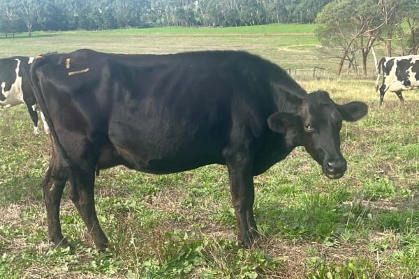 Complete Dairy Dispersal — 160 Calving Crossbred Cows, Irrewarra VIC - Agora Livestock listing 3QOIO6R