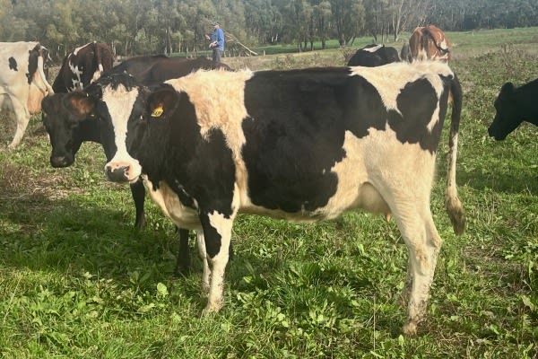 Complete Dairy Dispersal — 160 Calving Crossbred Cows, Irrewarra VIC - Agora Livestock listing 3QOIO6R