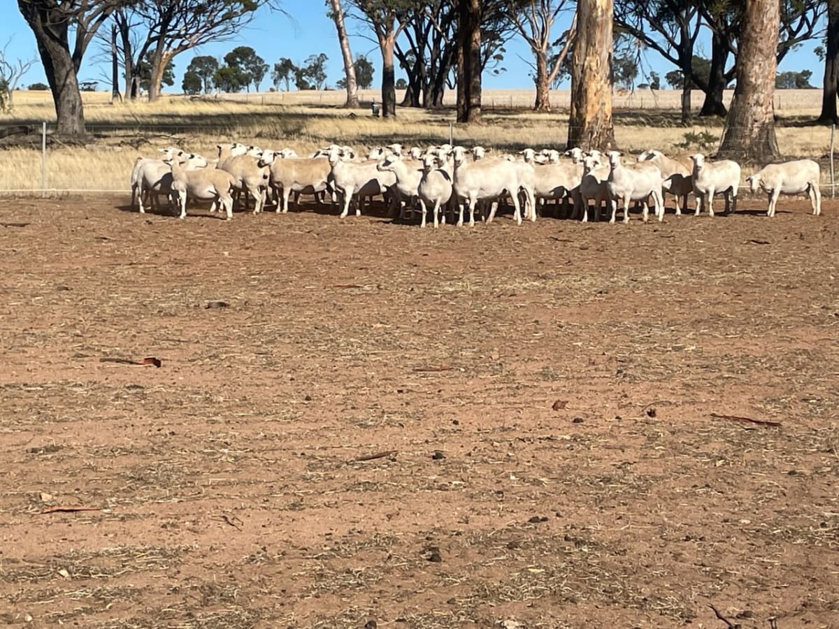 Purebred Ultra White Ewes PTIL, Scanned in Lamb, Nippering WA - Agora Livestock listing PZPIQV4