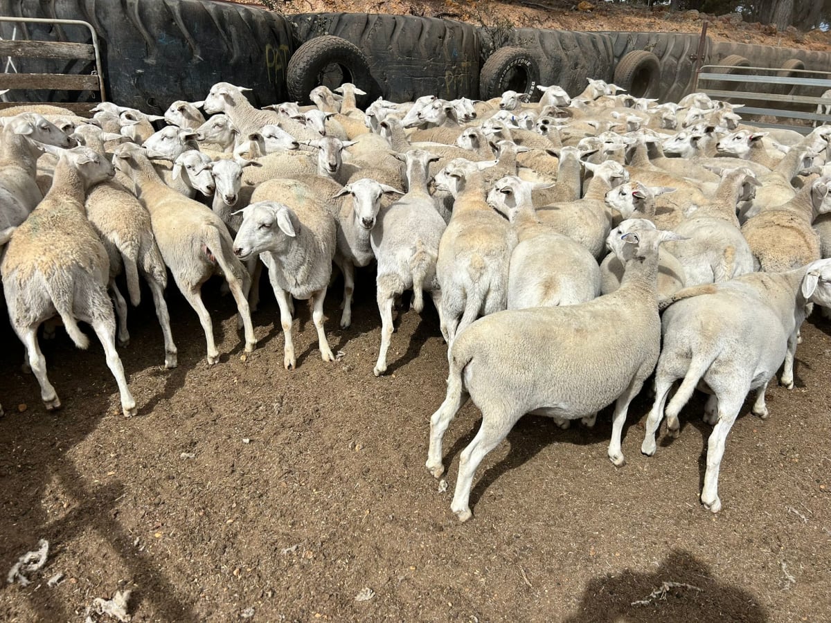 256 Sheepmaster x Aussie White Ewe Lambs, 43kg, Kojonup WA - Agora Livestock listing DVOID0D