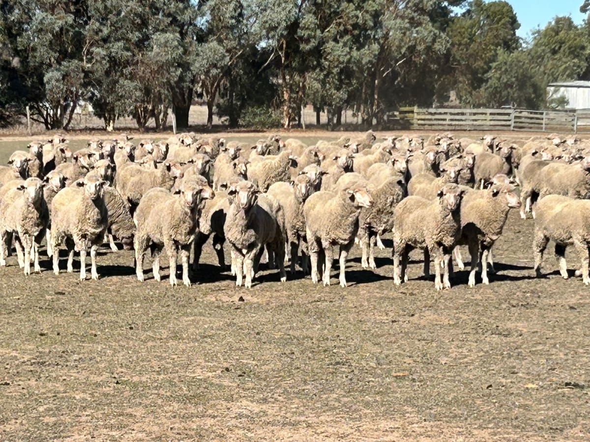 620 Boorooga Merino Ewe Lambs, White Tags 2025, Katanning WA - Agora Livestock listing R2PC7QK