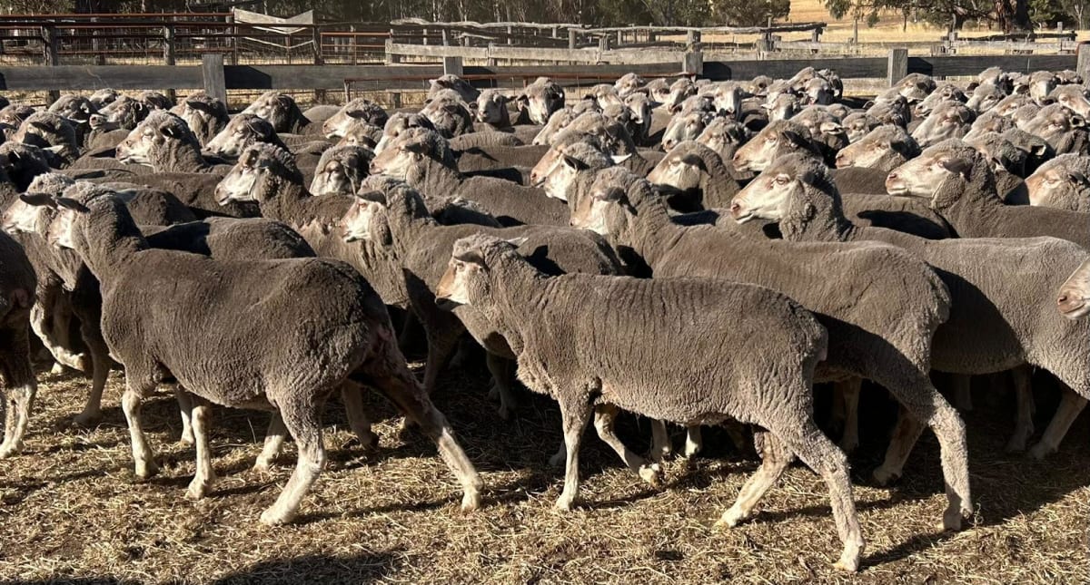 4.5YO Woodyarrup Blood Merino Ewes, 17.5 Micron, Kojonup WA - Agora Livestock listing QVPIKLM