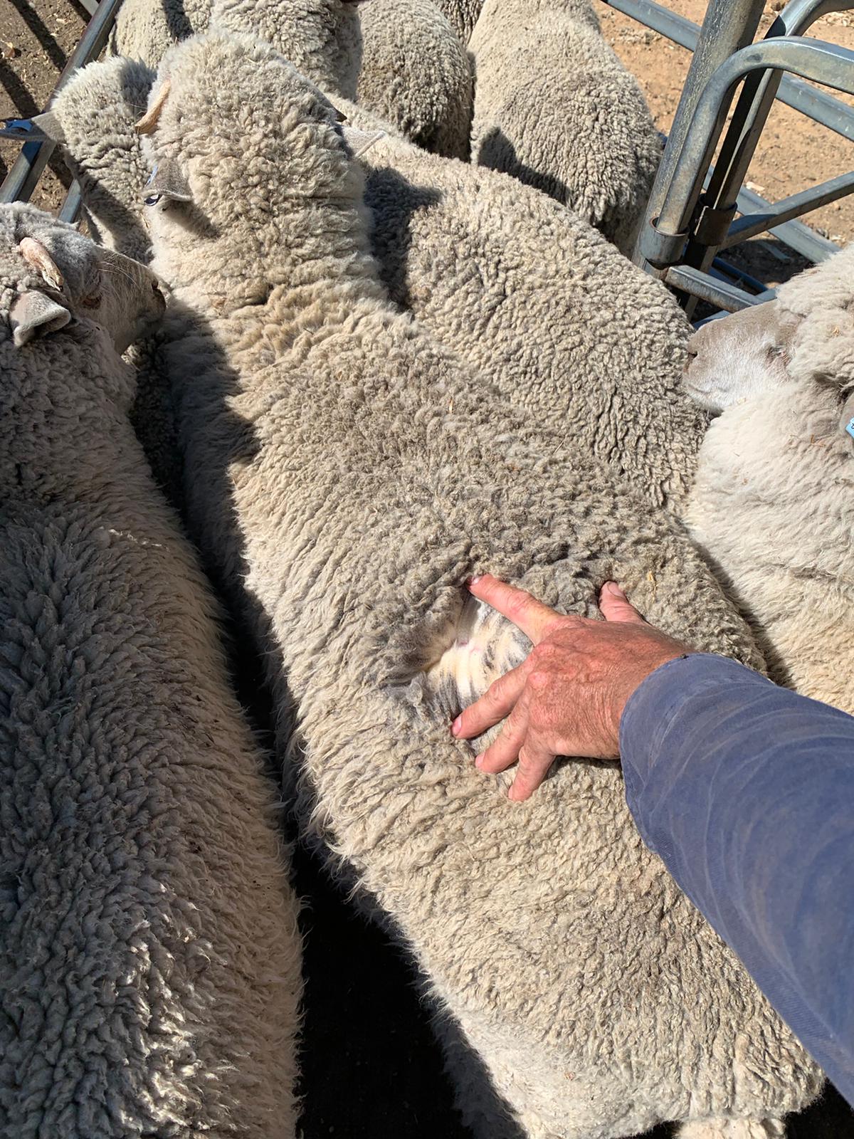 Purebred Merino Wether Lambs, Mulesed & Forward Store, Wedgecarrup WA - Agora Livestock listing MKPIEG