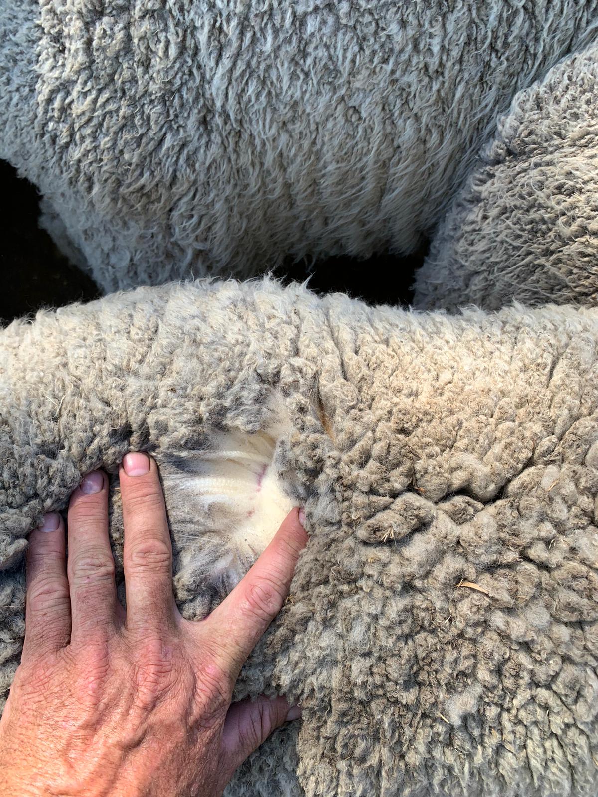 Purebred Merino Wether Lambs, Mulesed & Forward Store, Wedgecarrup WA - Agora Livestock listing MKPIEG