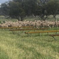 Heavy Merino Wether Lambs, Vendor Bred & Well Presented, Ravensthorpe WA - Agora Livestock listing GDMIQ6
