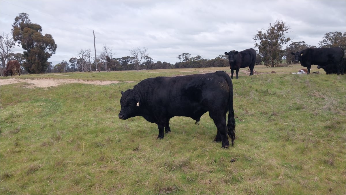 Proven Black Simmental Breeding Bull, Cherry Tree Pool WA - Agora Livestock listing OKVIN7M