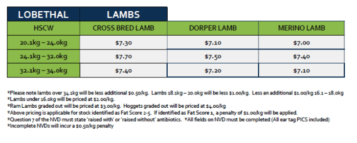 Lambs (grid 7), Lobethal SA - Agora Livestock listing X5ZSMNN