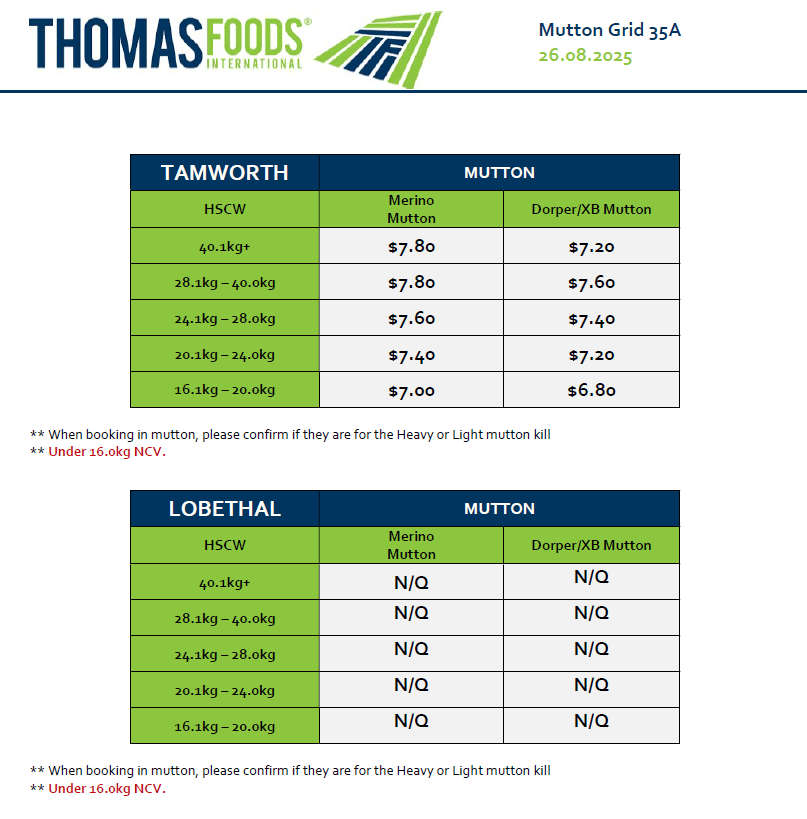 Mutton, Tamworth NSW - Agora Livestock listing LKPI2V6