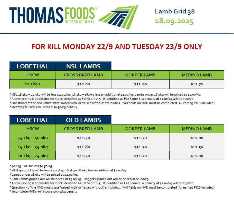 Lambs (old and new season), Lobethal SA - Agora Livestock listing K2PCV4V