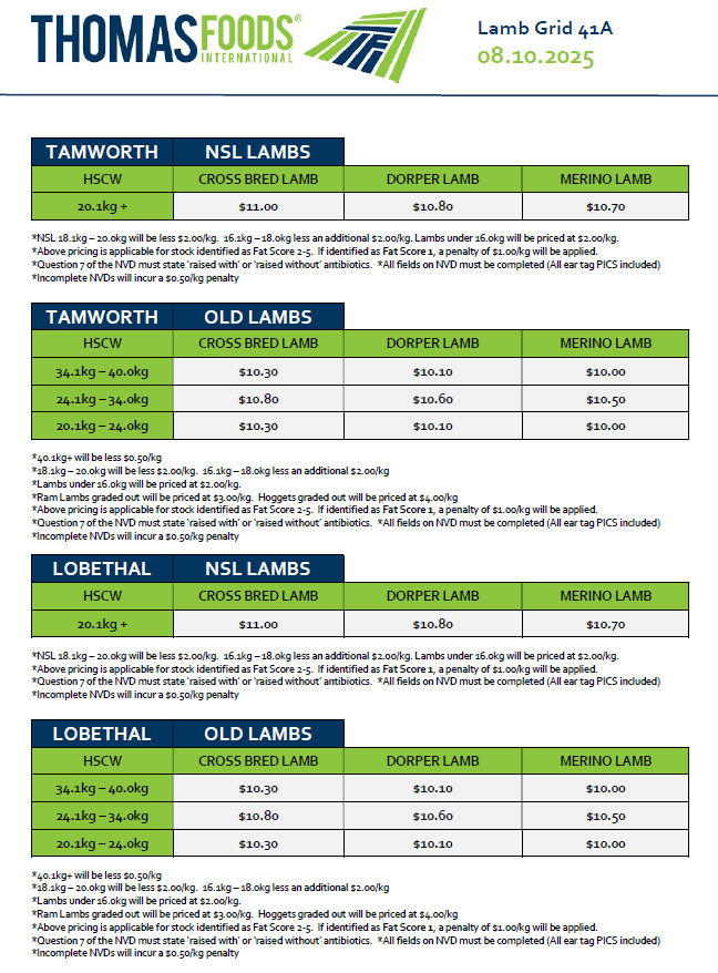Lambs (old and new season), Tamworth NSW - Agora Livestock listing 1N0IOZP