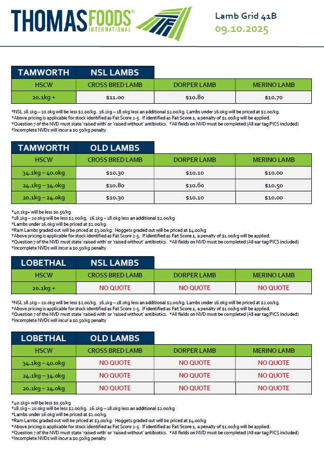 Lambs (old and new season), Tamworth NSW - Agora Livestock listing X5ZSPM7