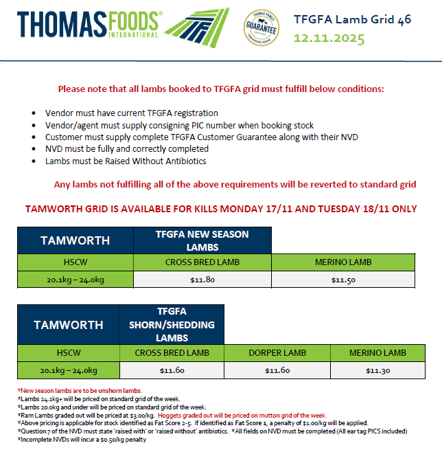 TFGFA Lambs (old & new season), Tamworth NSW - Agora Livestock listing VDPIE5K