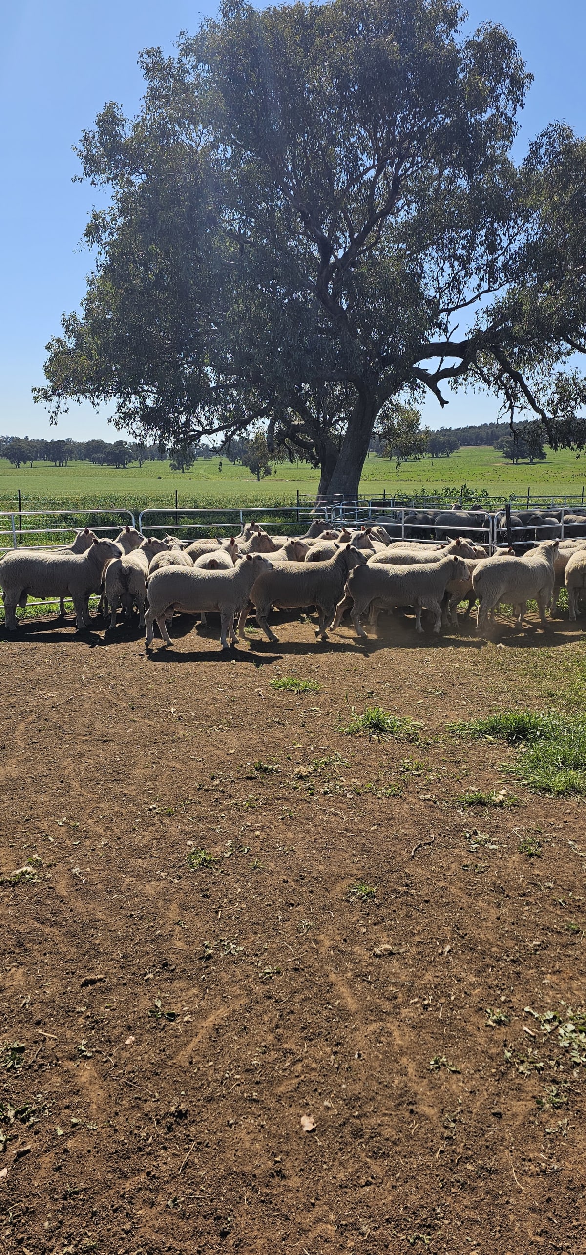 Charollais x White Suffolk Rams, Vendor Bred, 15 Months, Cowra NSW - Agora Livestock listing 4Z6IKZ