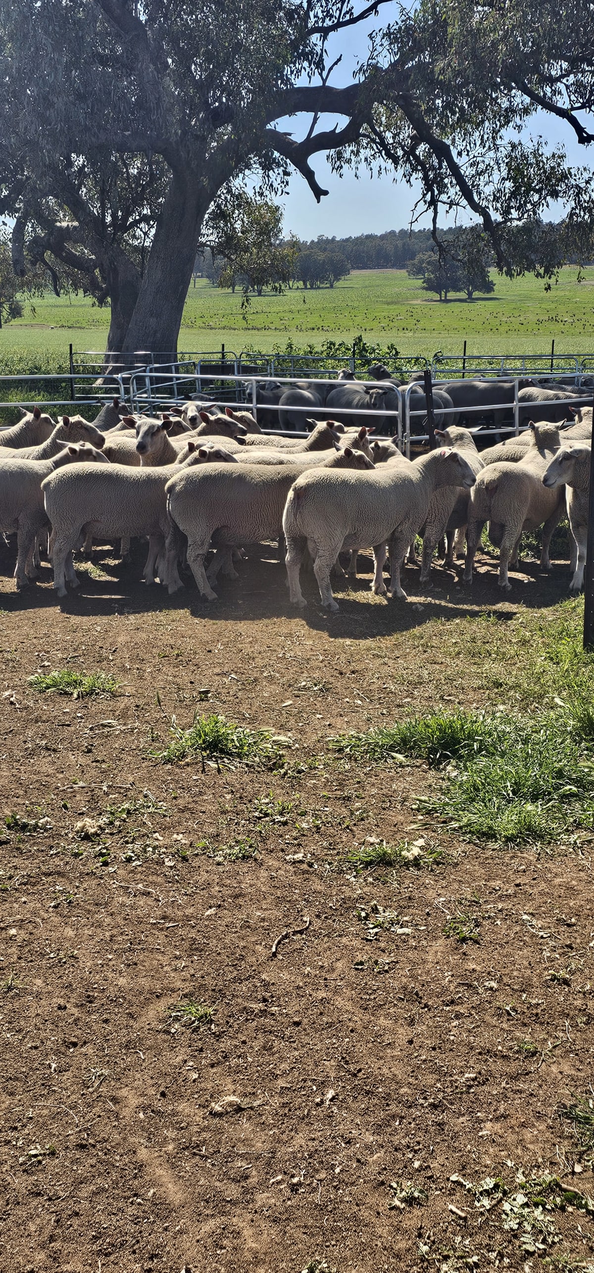 Charollais x White Suffolk Rams, Vendor Bred, 15 Months, Cowra NSW - Agora Livestock listing 4Z6IKZ