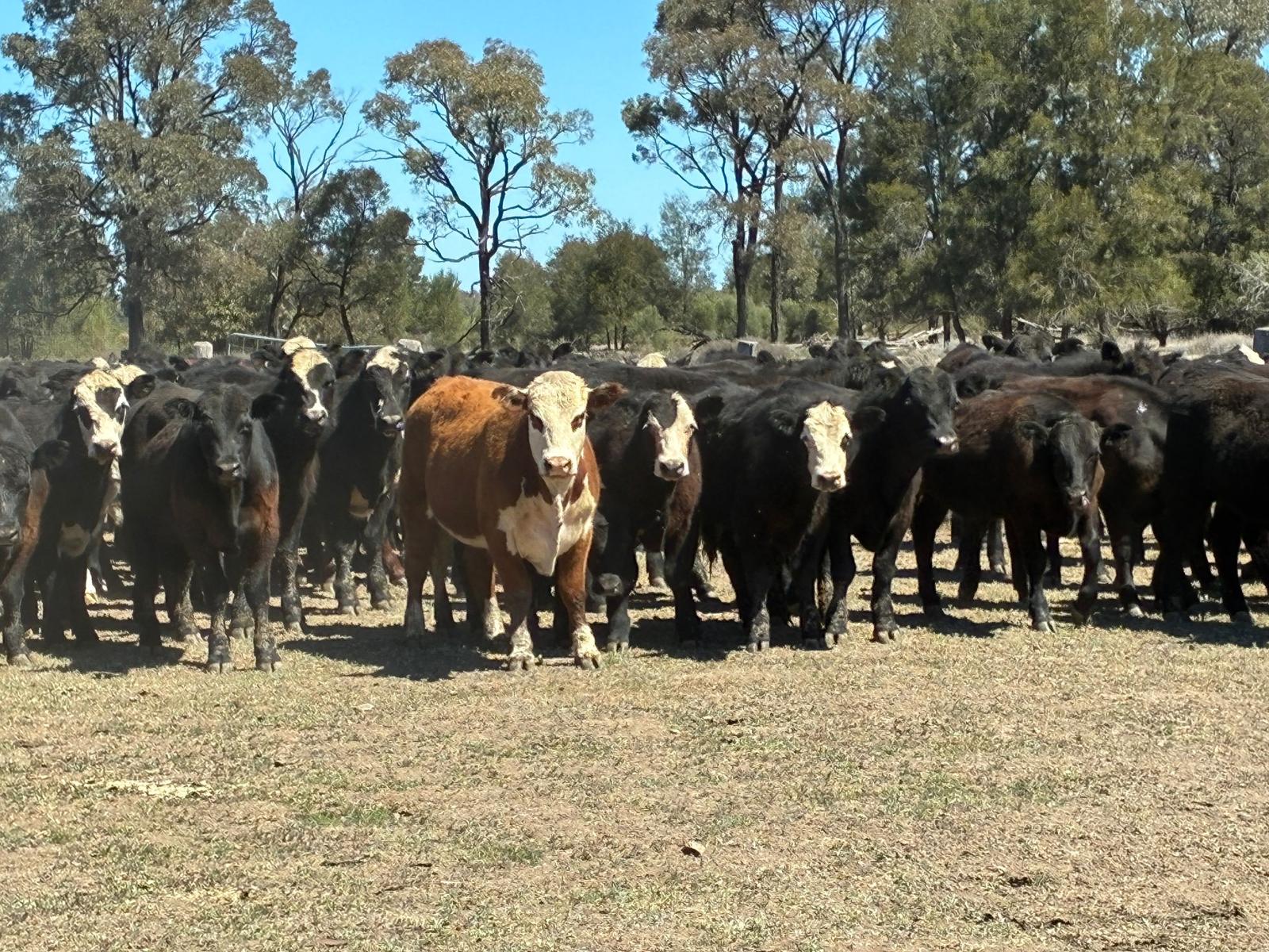 396 EU Steers & Heifers, Goondiwindi QLD - Agora Livestock listing LKPIZDY