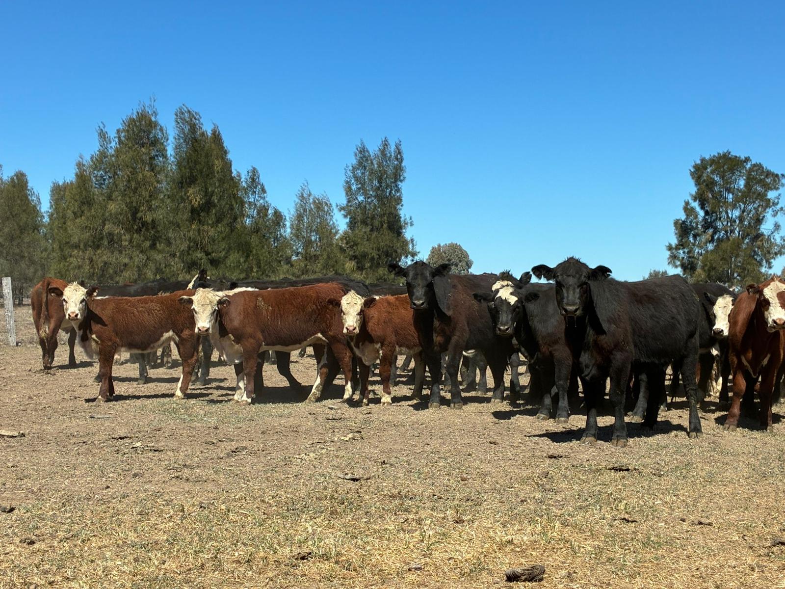 396 EU Steers & Heifers, Goondiwindi QLD - Agora Livestock listing LKPIZDY