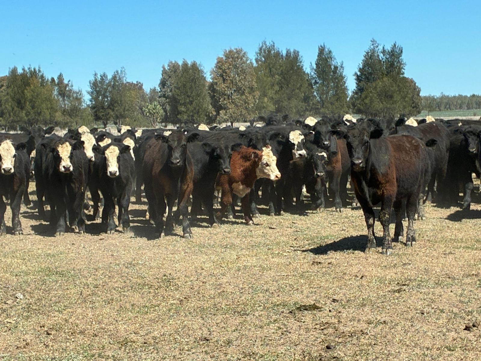 396 EU Steers & Heifers, Goondiwindi QLD - Agora Livestock listing LKPIZDY