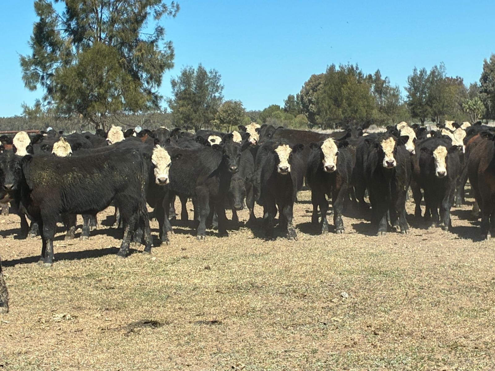 396 EU Steers & Heifers, Goondiwindi QLD - Agora Livestock listing LKPIZDY