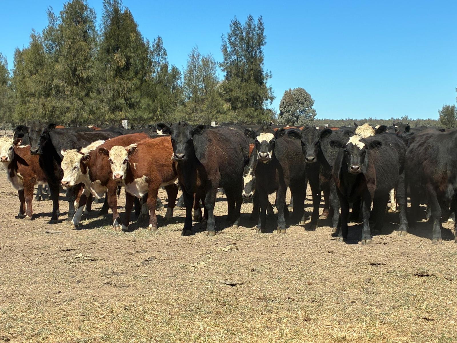 396 EU Steers & Heifers, Goondiwindi QLD - Agora Livestock listing LKPIZDY