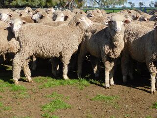 192 Unjoined Poll Merino Ewe Lambs, Serpentine VIC - Agora Livestock listing QVPIL6N