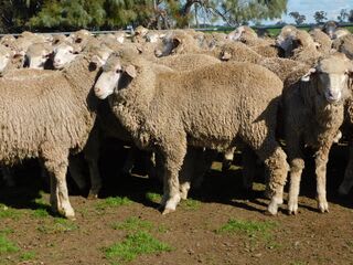 192 Unjoined Poll Merino Ewe Lambs, Serpentine VIC - Agora Livestock listing QVPIL6N