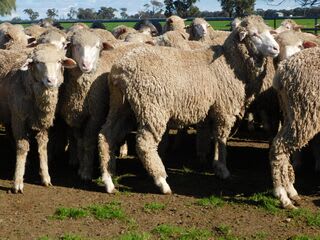 192 Unjoined Poll Merino Ewe Lambs, Serpentine VIC - Agora Livestock listing QVPIL6N